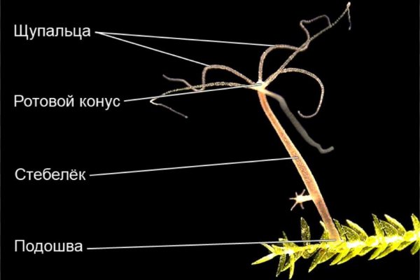 Кракен даркнет как зайти