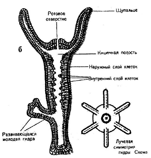 Kraken сайт krakens15 at